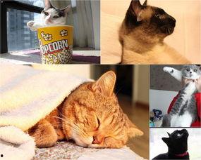 娱乐吃瓜君猫带体检,揭秘明星宠物健康生活  第2张