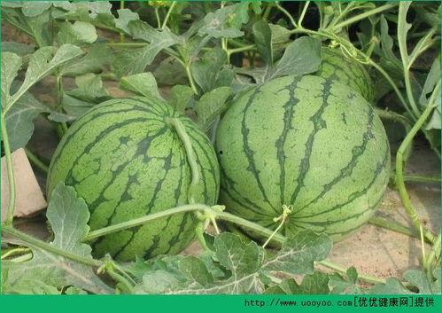 吃西湖瓜的网红有哪些,盘点那些瓜界“网红”们 第2张 吃西湖瓜的网红有哪些,盘点那些瓜界“网红”们 第2张