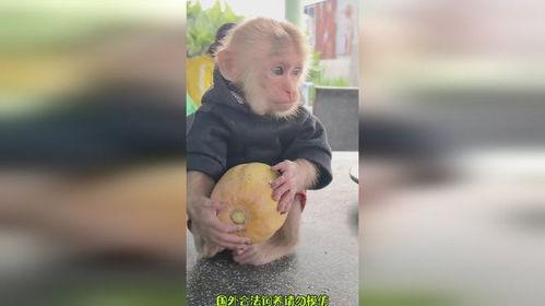 网红搞笑女吃瓜像大马猴,搞笑女网红演绎独特风趣 第3张 网红搞笑女吃瓜像大马猴,搞笑女网红演绎独特风趣 第3张