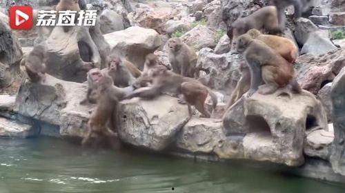 石狮网红吃瓜事件视频,揭秘网络争议背后的真相 第2张 石狮网红吃瓜事件视频,揭秘网络争议背后的真相 第2张