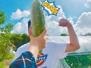 网红吃瓜姿势,揭秘网络红人的“瓜界”风采 第3张 网红吃瓜姿势,揭秘网络红人的“瓜界”风采 第3张