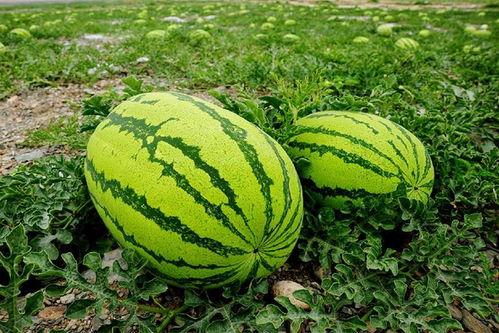 吃瓜大爆料往期瓜合集,回顾往期瓜合集，揭秘娱乐圈幕后真相  第2张