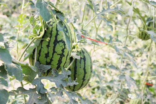 网红吃瓜大集合图片高清,高清图鉴揭秘娱乐圈幕后风云 第3张 网红吃瓜大集合图片高清,高清图鉴揭秘娱乐圈幕后风云 第3张