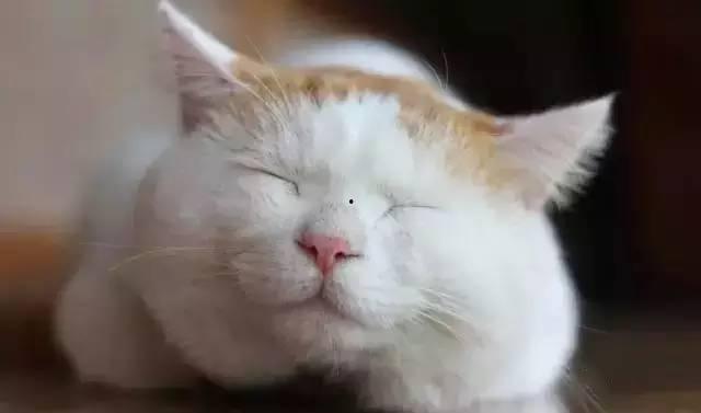 网红倦倦猫吃瓜,揭秘娱乐圈幕后真相 第3张 网红倦倦猫吃瓜,揭秘娱乐圈幕后真相 第3张