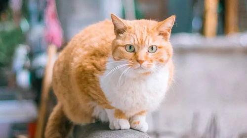 娱乐吃瓜酱橘猫,娱乐界的“喵星人”  第2张