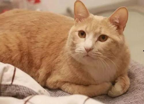 娱乐吃瓜酱橘猫,娱乐界的“喵星人”  第3张