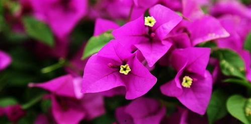 娱乐吃瓜酱三角梅,吃瓜酱视角下的娱乐圈三角关系揭秘 第1张 娱乐吃瓜酱三角梅,吃瓜酱视角下的娱乐圈三角关系揭秘 第1张