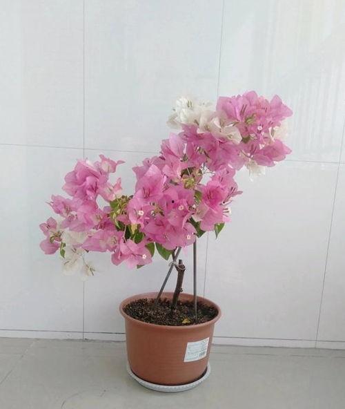 娱乐吃瓜酱三角梅,吃瓜酱视角下的娱乐圈三角关系揭秘 第2张 娱乐吃瓜酱三角梅,吃瓜酱视角下的娱乐圈三角关系揭秘 第2张