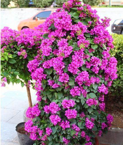 娱乐吃瓜酱三角梅,吃瓜酱视角下的娱乐圈三角关系揭秘 第3张 娱乐吃瓜酱三角梅,吃瓜酱视角下的娱乐圈三角关系揭秘 第3张