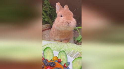 娱乐吃瓜小兔子视频,揭秘热门视频背后的故事  第3张