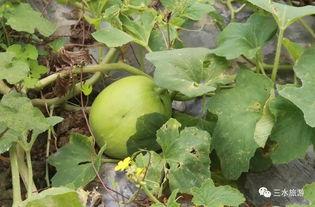 雪梨娱乐吃瓜  第2张