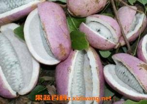 网购八月瓜怎么吃,轻松解锁美味新食法  第1张