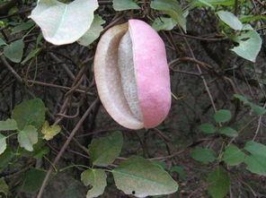 网购八月瓜怎么吃,轻松解锁美味新食法  第2张