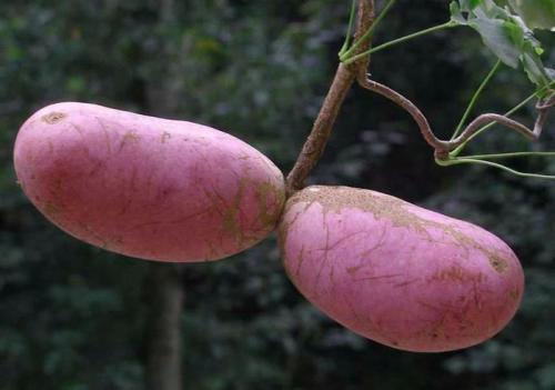 网购八月瓜怎么吃,轻松解锁美味新食法  第3张