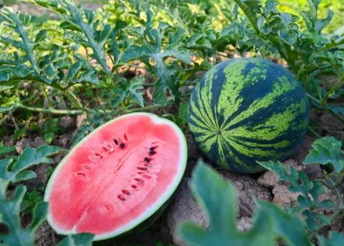 河南吃瓜网,揭秘河南美食背后的故事与风情